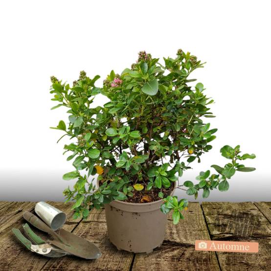 Escallonia Red Dream à fleurs Rouge - feuillage Persistant - Pot de 7,5L - 60/80 cm- hauteur à maturité De 1,00 m à 1,50 m - Image 2
