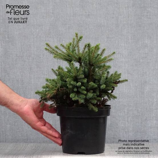 Epinette blanche - Picea glauca Echiniformis Pot de 2L/3L - Image 2