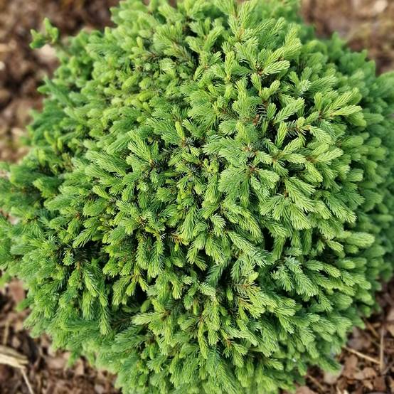 Epinette blanche - Picea glauca Echiniformis Pot de 2L/3L - Image 1