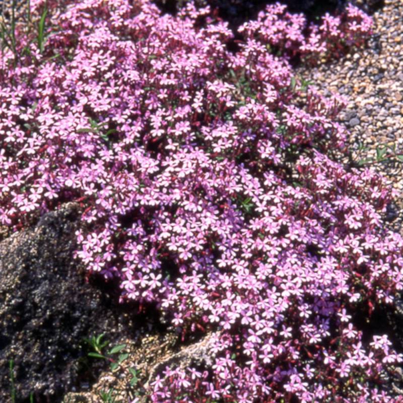 Saponaire de Montpellier à fleurs Rose - feuillage Persistant - Godet - 5/20 cm-  hauteur à maturité De 0,15 m à 0,50 m