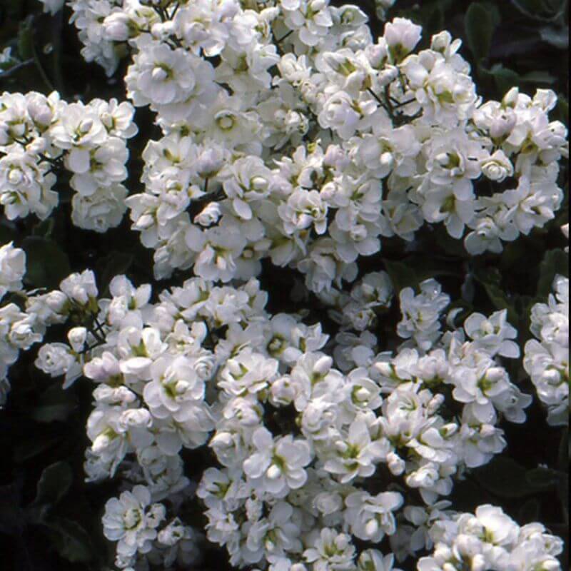 3 Arabettes du Caucase 'Plena' (Arabis Caucasica 'Plena') - Lot de 3 vivaces - Pépinières Naudet - Image 3