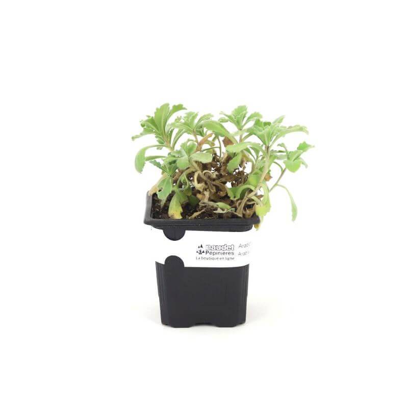 3 Arabettes du Caucase 'Plena' (Arabis Caucasica 'Plena') - Lot de 3 vivaces - Pépinières Naudet - Image 2