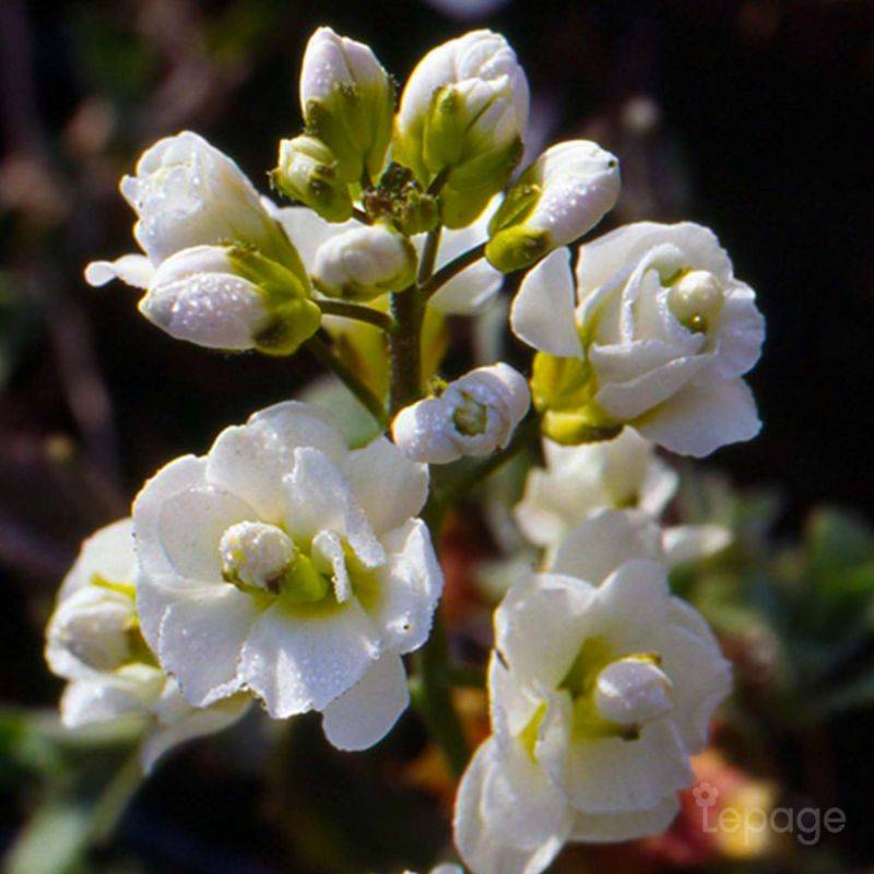 3 Arabettes du Caucase 'Plena' (Arabis Caucasica 'Plena') - Lot de 3 vivaces - Pépinières Naudet - Image 1