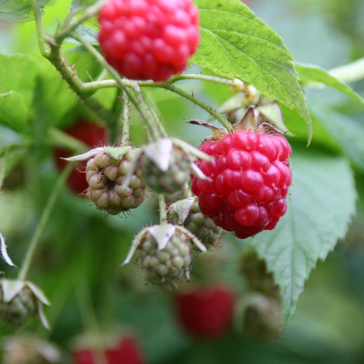 Framboisier remontant Scepter - Rubus idaeus Pot de 1L/1,5L