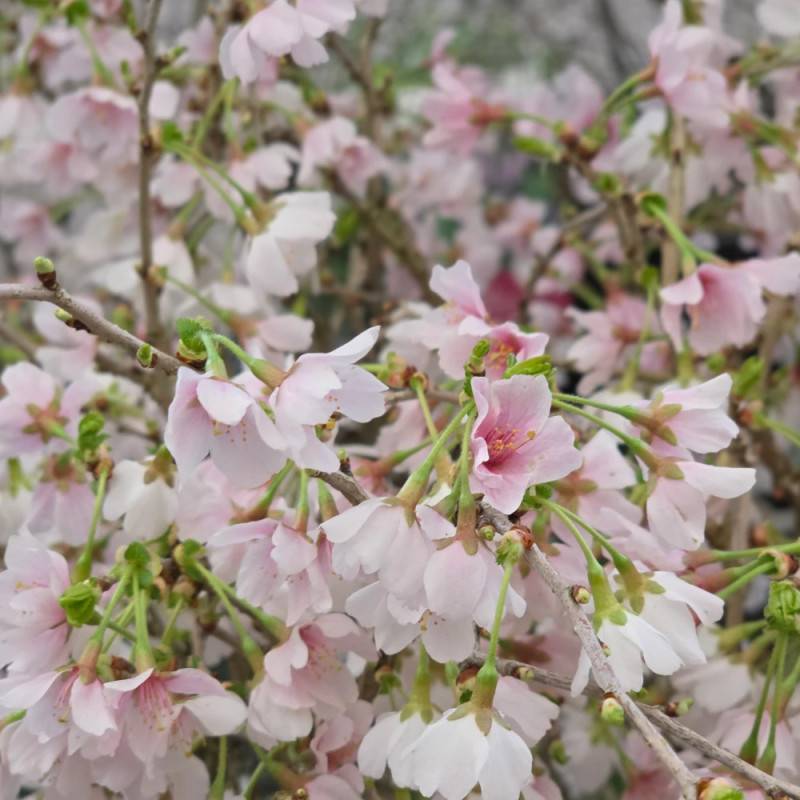 Cerisier du Japon Nain Kojo No Mai, Cerisier à fleurs à fleurs Rose/Blanche - feuillage Caduc - Pot de 7,5L - 60/80 cm - Image 6