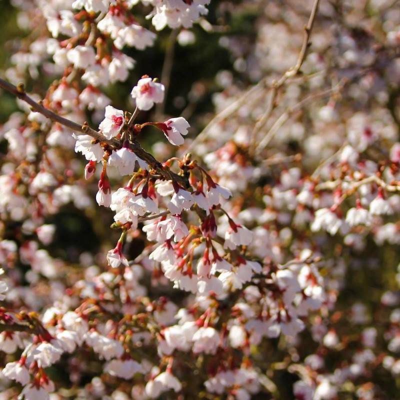 Cerisier du Japon Nain Kojo No Mai, Cerisier à fleurs à fleurs Rose/Blanche - feuillage Caduc - Pot de 7,5L - 60/80 cm - Image 1