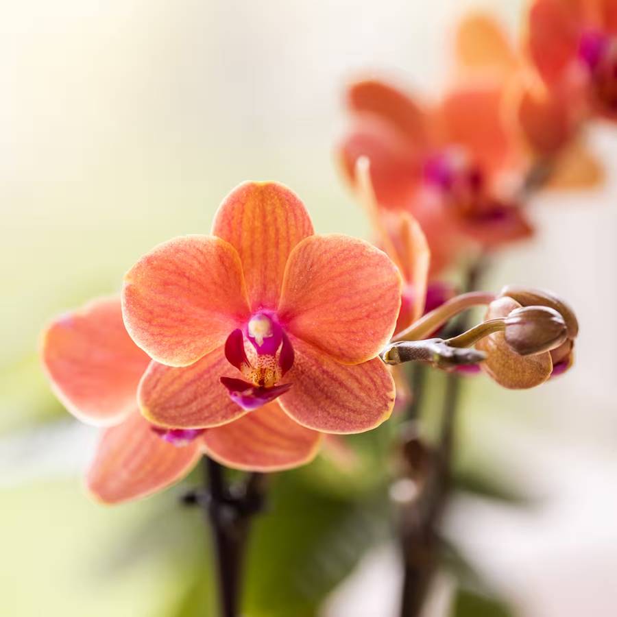 Orchidées - H35cm - Image 1