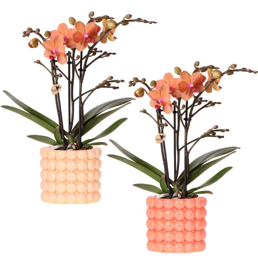 Orchidées - H35cm - Image 4