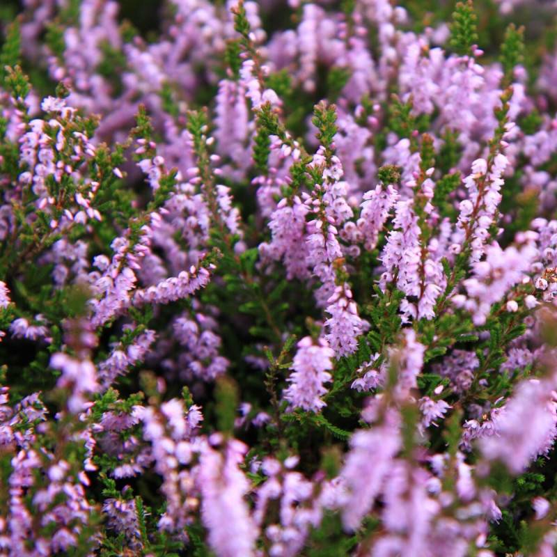 Bruyère d'hiver Ghost Hills à fleurs Rose/ - feuillage Persistant - Godet - 5/20 cm - Image 1