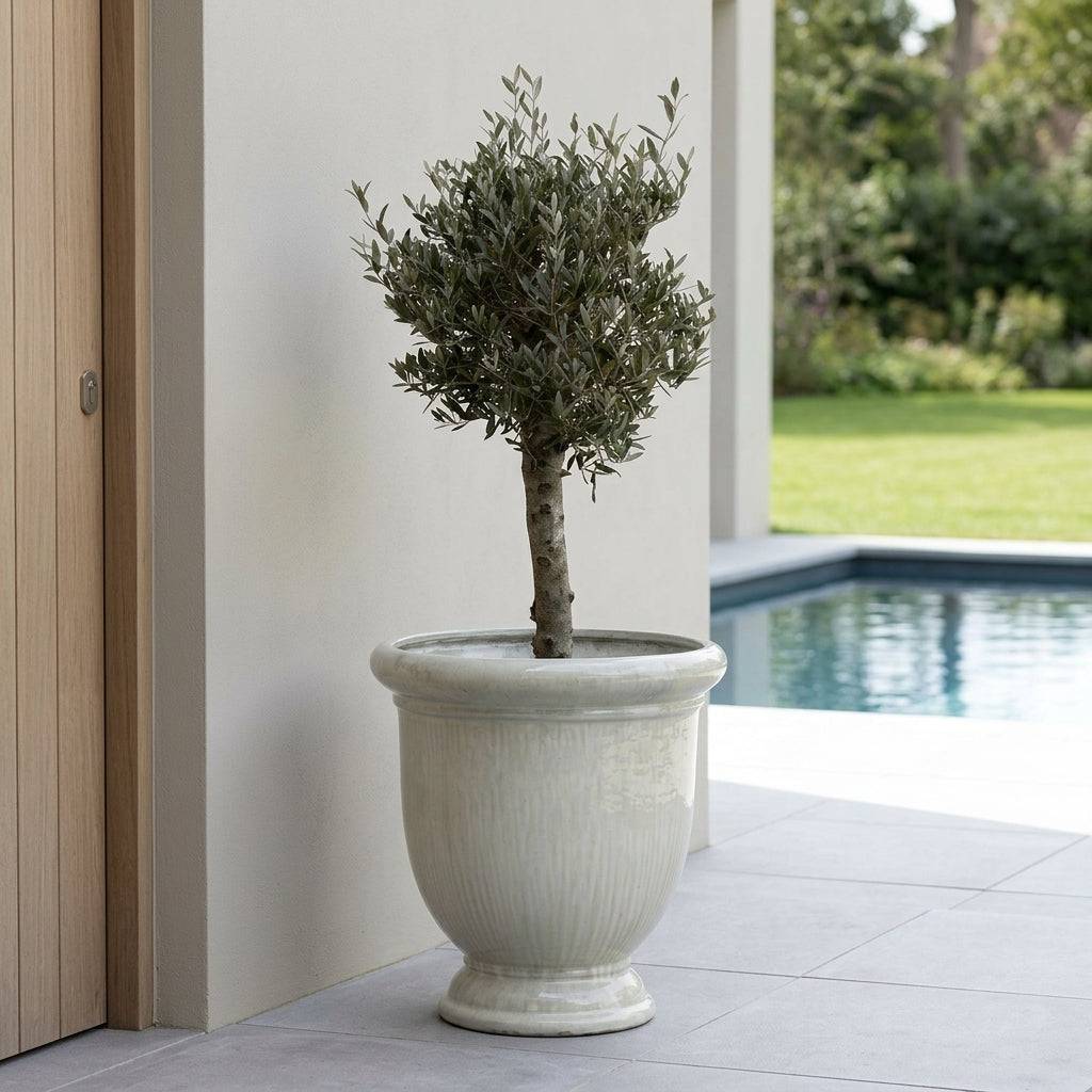 Lot olivier + pot TITAN 72x75cm perle, fait main en terre cuite émaillée - Image 4