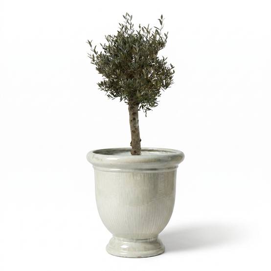 Lot olivier + pot TITAN 72x75cm perle, fait main en terre cuite émaillée - Image 1