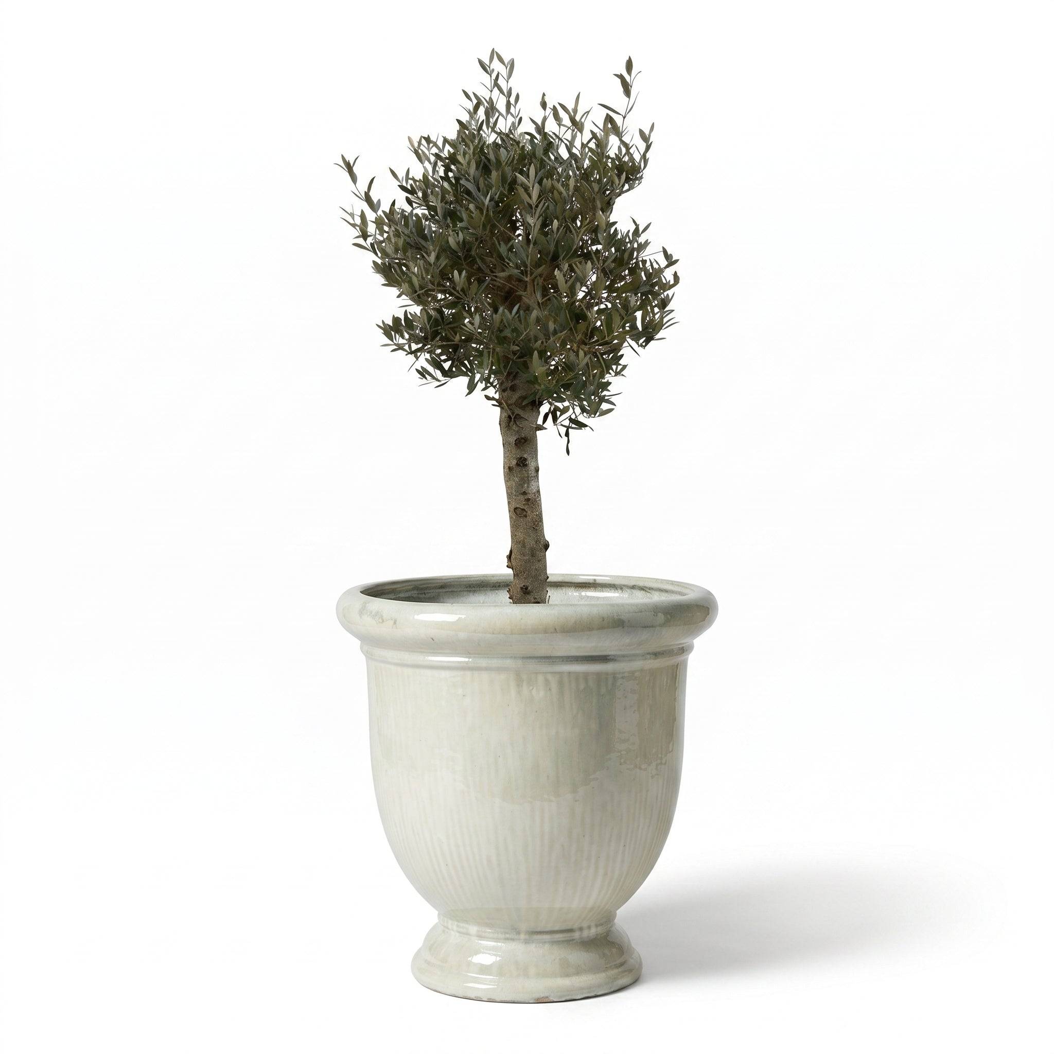 Lot olivier + pot TITAN 72x75cm perle, fait main en terre cuite émaillée - Image 1
