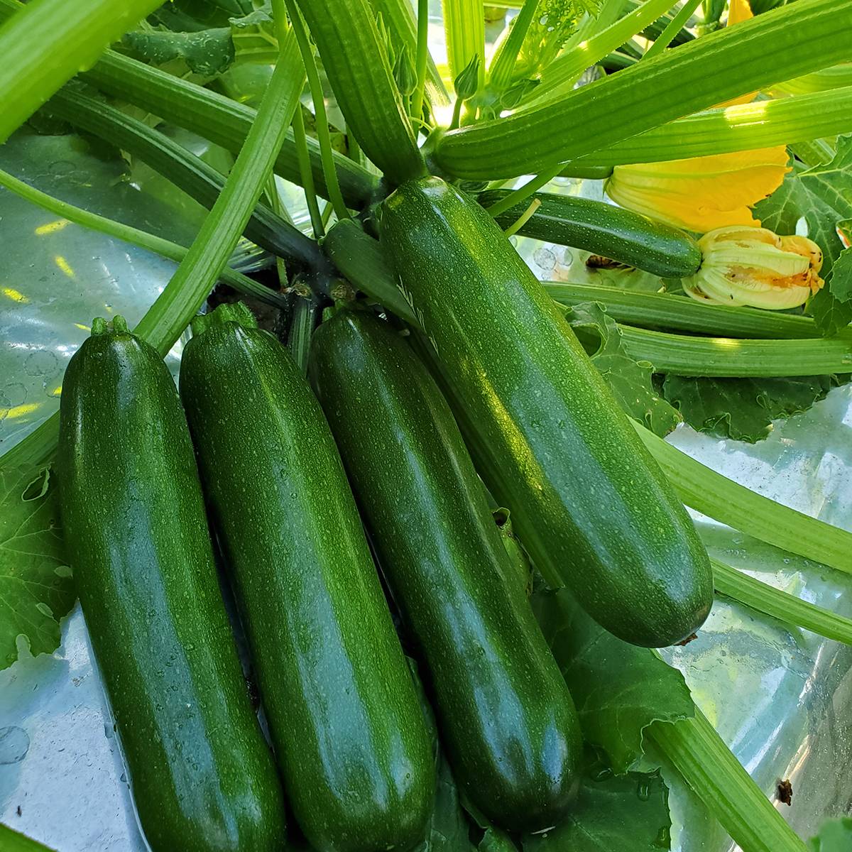 Courgette Green Machine F1 le sachet de 20 graines environ (2g)