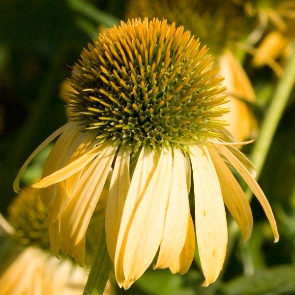 Echinacea Harvest Moon - Echinacée Godet de 8/9 cm