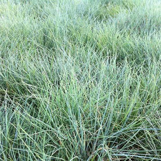 Promesse de Fleurs - Festuca valesiaca Glaucantha - Fétuque du Valais Godet de 8/9 cm