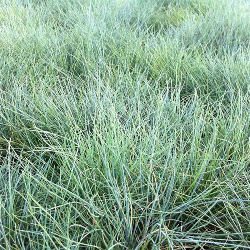 Promesse de Fleurs - Festuca valesiaca Glaucantha - Fétuque du Valais Godet de 8/9 cm