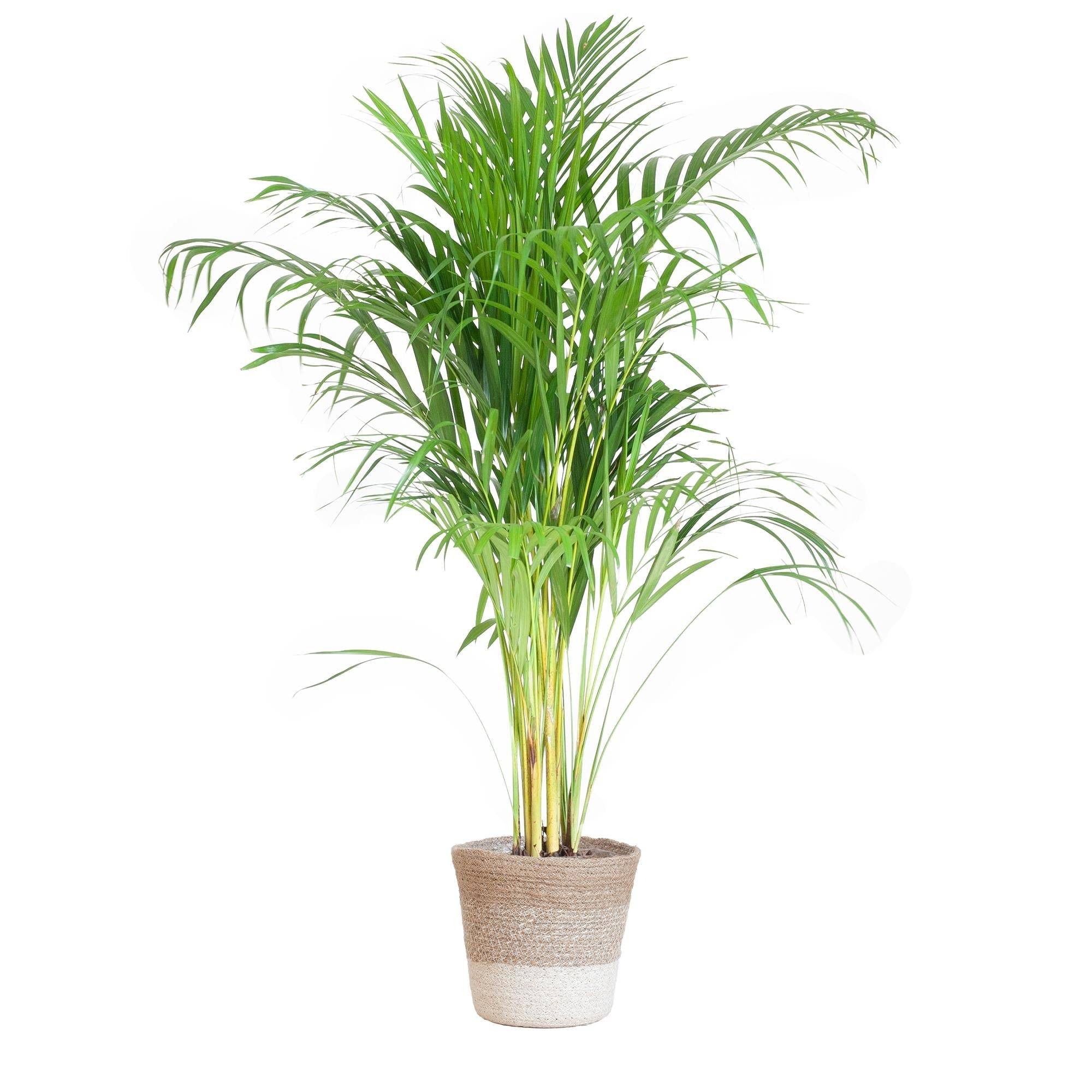 Palmier Areca et son pot- La Green Touch Panier Blanc - Hauteur 100cm