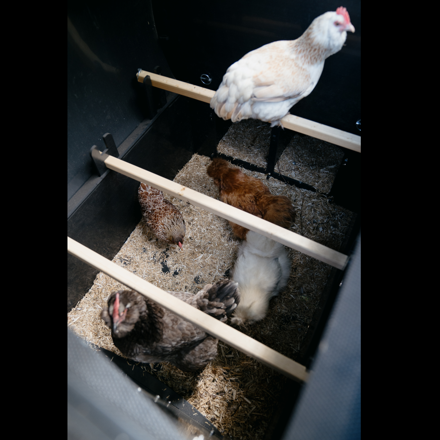 Nestera - Poulailler Nestera The Wagon 8 poules- Plastique recyclé - garanti 25 ans - Image 9