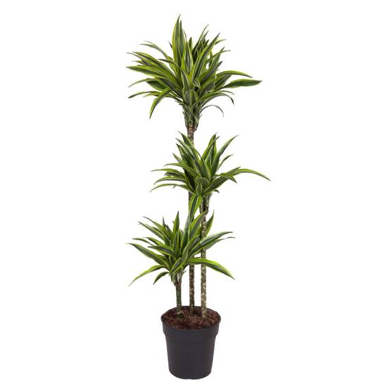 La Green Touch - Dracaena Lemon Vert Clair - D24 H160cm