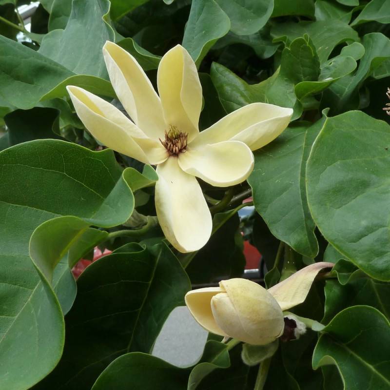 Magnolia Yellow Bird à fleurs Jaune/ - feuillage Caduc - Pot de 5L - Touffe - Image 9
