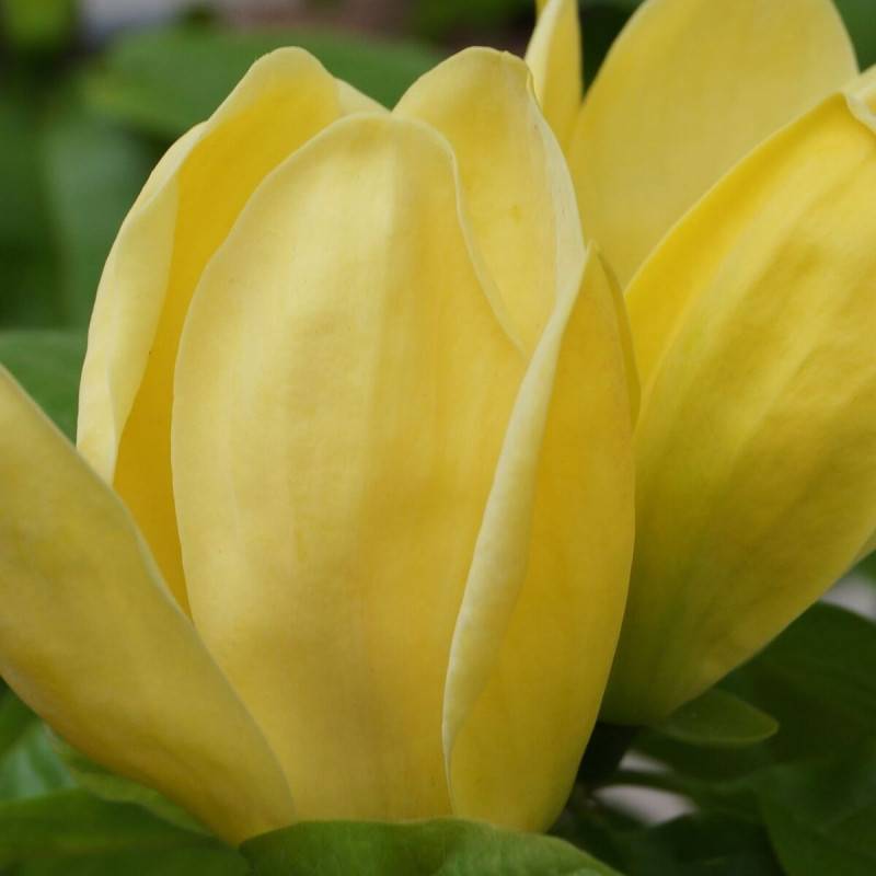 Magnolia Yellow Bird à fleurs Jaune/ - feuillage Caduc - Pot de 5L - Touffe - Image 2