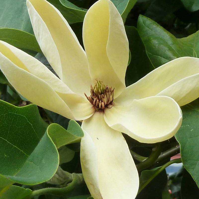 Magnolia Yellow Bird à fleurs Jaune/ - feuillage Caduc - Pot de 5L - Touffe - Image 8