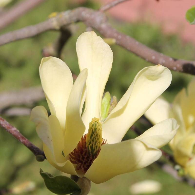 Magnolia Yellow Bird à fleurs Jaune/ - feuillage Caduc - Pot de 5L - Touffe - Image 6