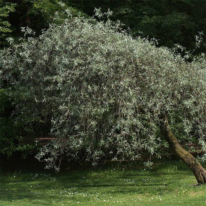 Promesse de Fleurs - Pyrus salicifolia Pendula - Poirier d'ornement pleureur  Pot de 12L/15L