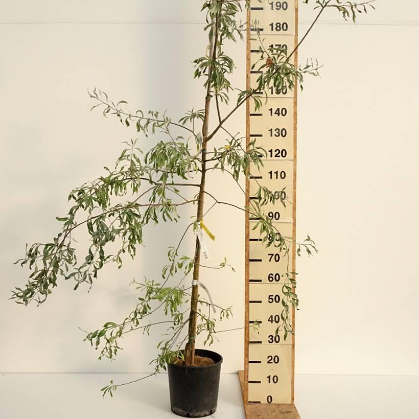 Promesse de Fleurs - Pyrus salicifolia Pendula - Poirier d'ornement pleureur Pot de 12L/15L - Image 2