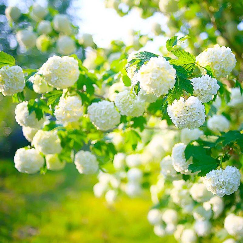 Boule de neige 'Roseum' (Viburnum opulus 'Roseum') - Godet - Taille 15/30cm - Pépinières Naudet - Image 1