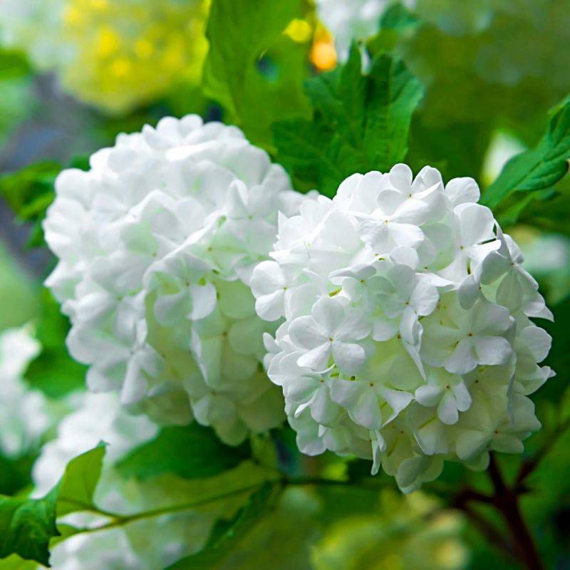 Boule de neige 'Roseum' (Viburnum opulus 'Roseum') - Godet - Taille 15/30cm - Pépinières Naudet - Image 2