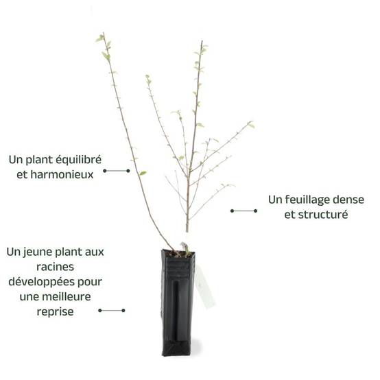 Cotoneaster de Franchet (Cotoneaster franchetii) - Godet - Taille 20/40cm - Pépinières Naudet - Image 2