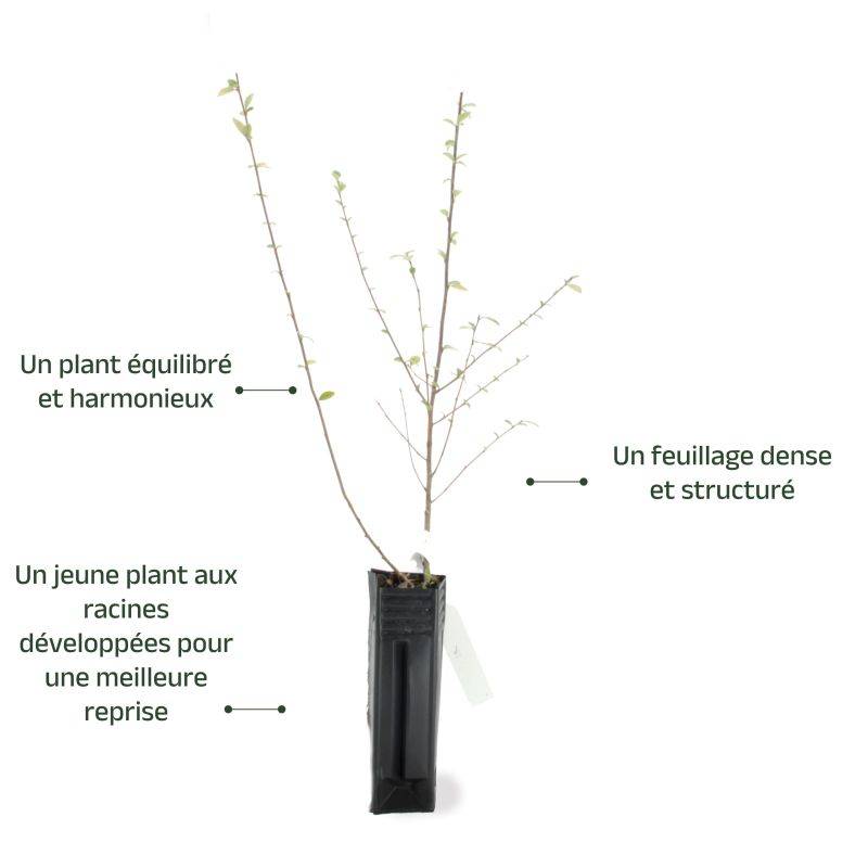 Cotoneaster de Franchet (Cotoneaster franchetii) - Godet - Taille 20/40cm - Pépinières Naudet - Image 2