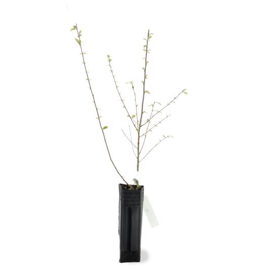 Cotoneaster de Franchet (Cotoneaster franchetii) - Godet - Taille 20/40cm - Pépinières Naudet - Image 1