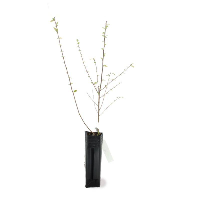 Cotoneaster de Franchet (Cotoneaster franchetii) - Godet - Taille 20/40cm - Pépinières Naudet