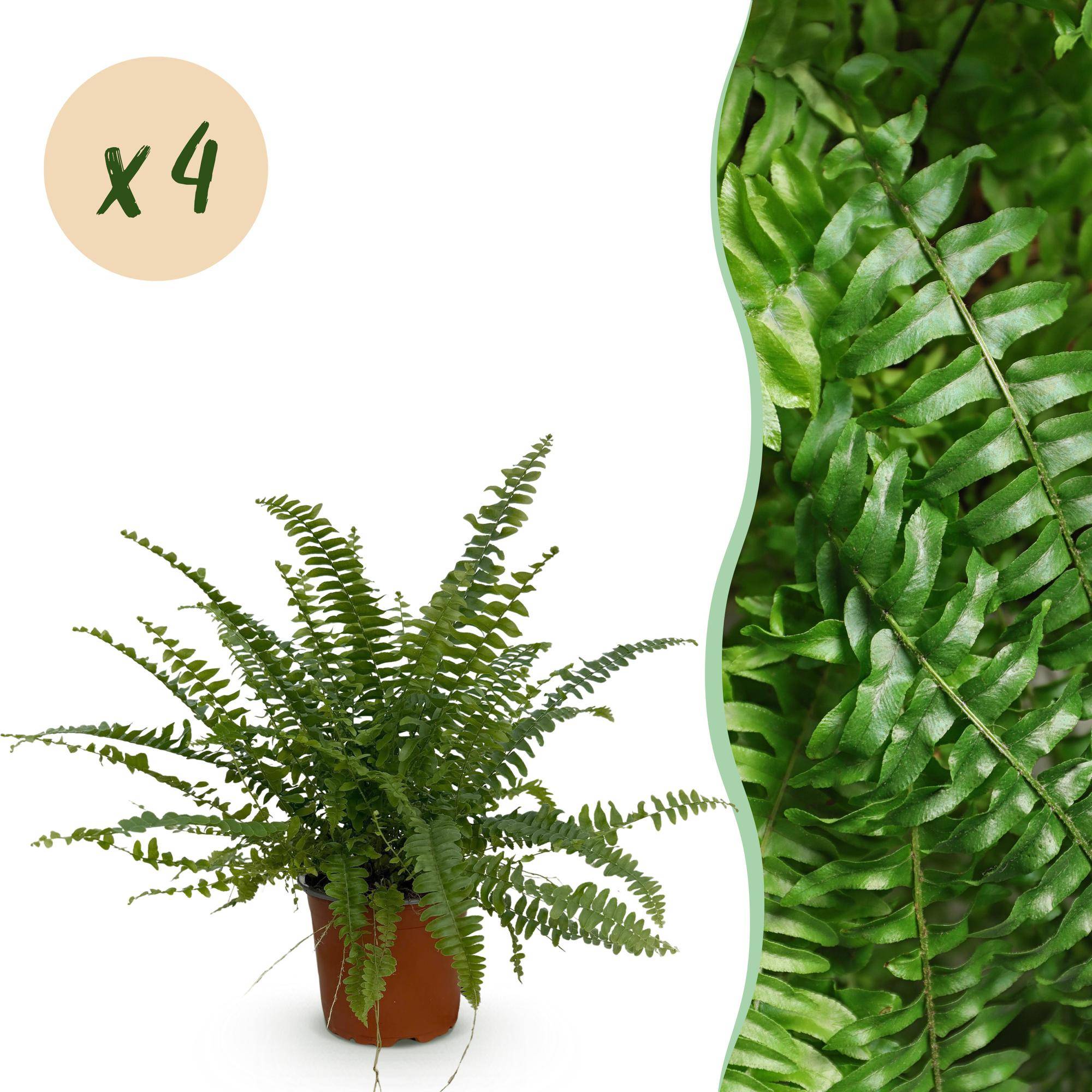 Nephrolepsis exaltata Green Lady - Pet-friendly - Pot de 12cm - Hauteur 25-30cm - 4 plantes - Sans cache-pot - Plantes d'intérieur - Image 1