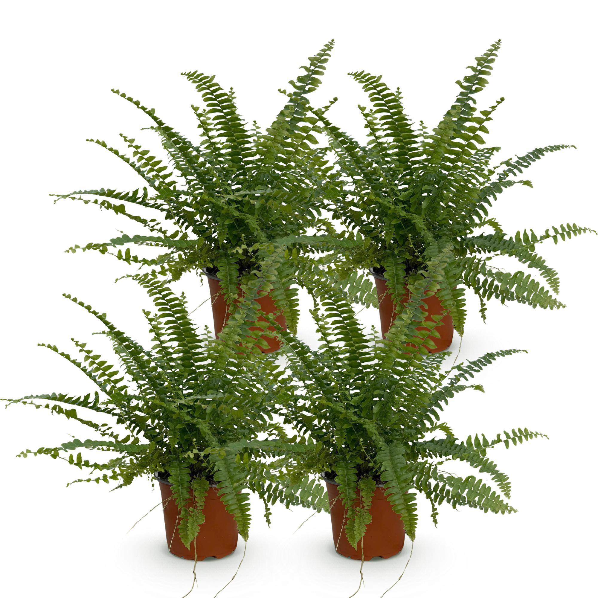 Nephrolepsis exaltata Green Lady - Pet-friendly - Pot de 12cm - Hauteur 25-30cm - 4 plantes - Sans cache-pot - Plantes d'intérieur - Image 2