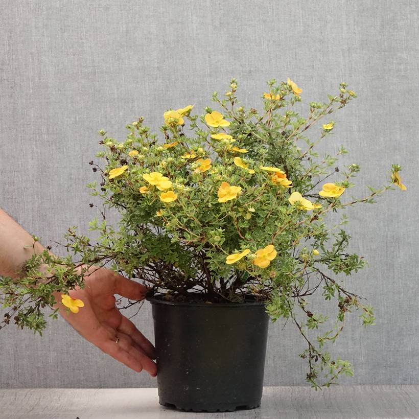 Potentilla fruticosa Tangerine - Potentille arbustive  Pot de 2L/3L - Image 2