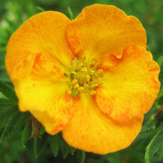 Potentilla fruticosa Tangerine - Potentille arbustive Pot de 2L/3L - Image 1