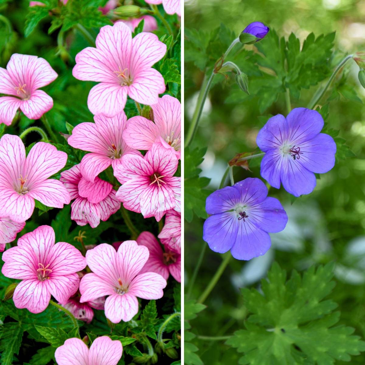 Promesse de Fleurs - Collection 2 géraniums vivaces toujours en fleurs - Collection de 2 plantes