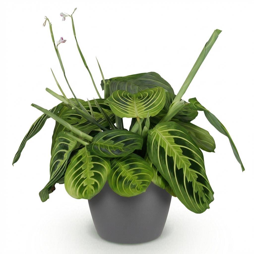Maranta Fascinator Lemon Vert Clair - H35cm - Image 4