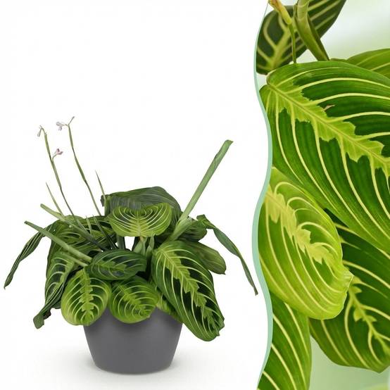 Maranta Fascinator Lemon Vert Clair - H35cm - Image 2