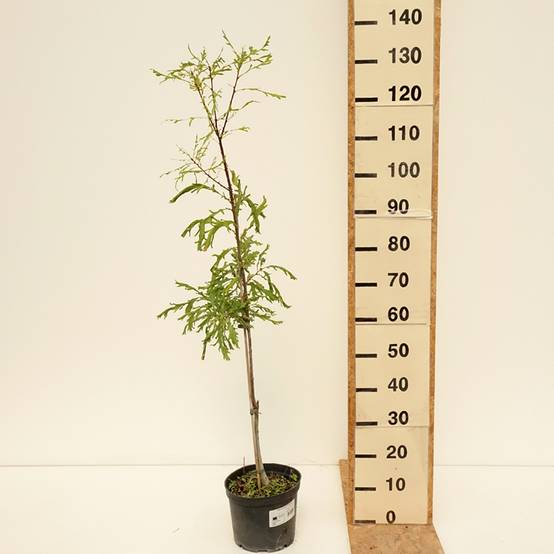 Promesse de Fleurs - Quercus robur Pectinata - Chêne pédonculé Pot de 4L/5L - Image 2