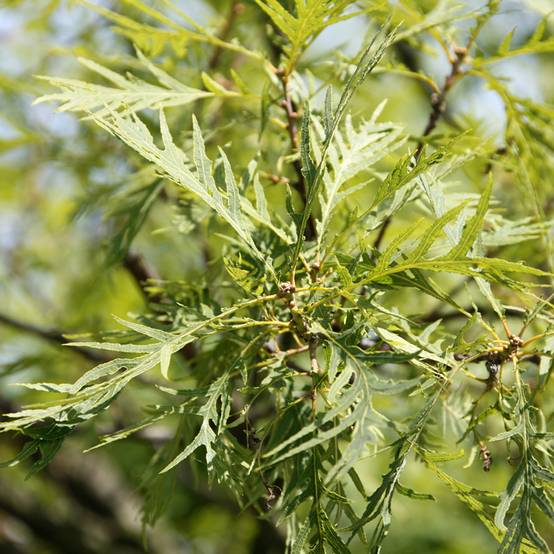 Promesse de Fleurs - Quercus robur Pectinata - Chêne pédonculé Pot de 4L/5L - Image 1