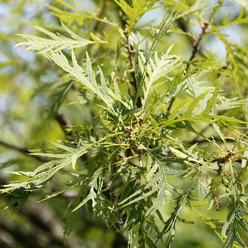 Promesse de Fleurs - Quercus robur Pectinata - Chêne pédonculé Pot de 4L/5L - Image 1
