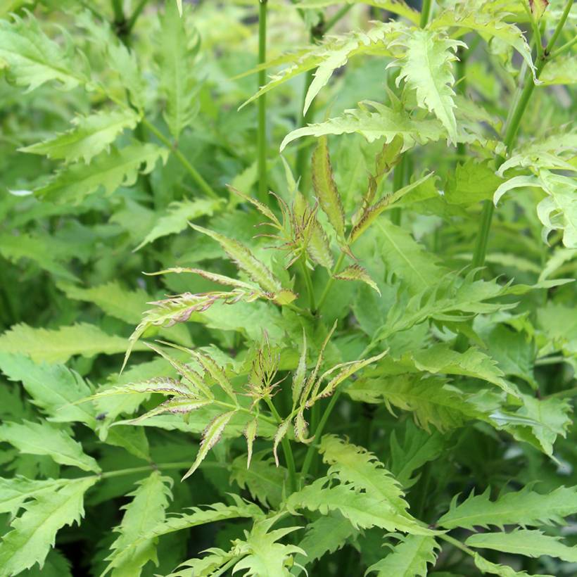 Sureau à grappes - Sambucus racemosa Sutherland Gold Pot de 2L/3L - Image 1