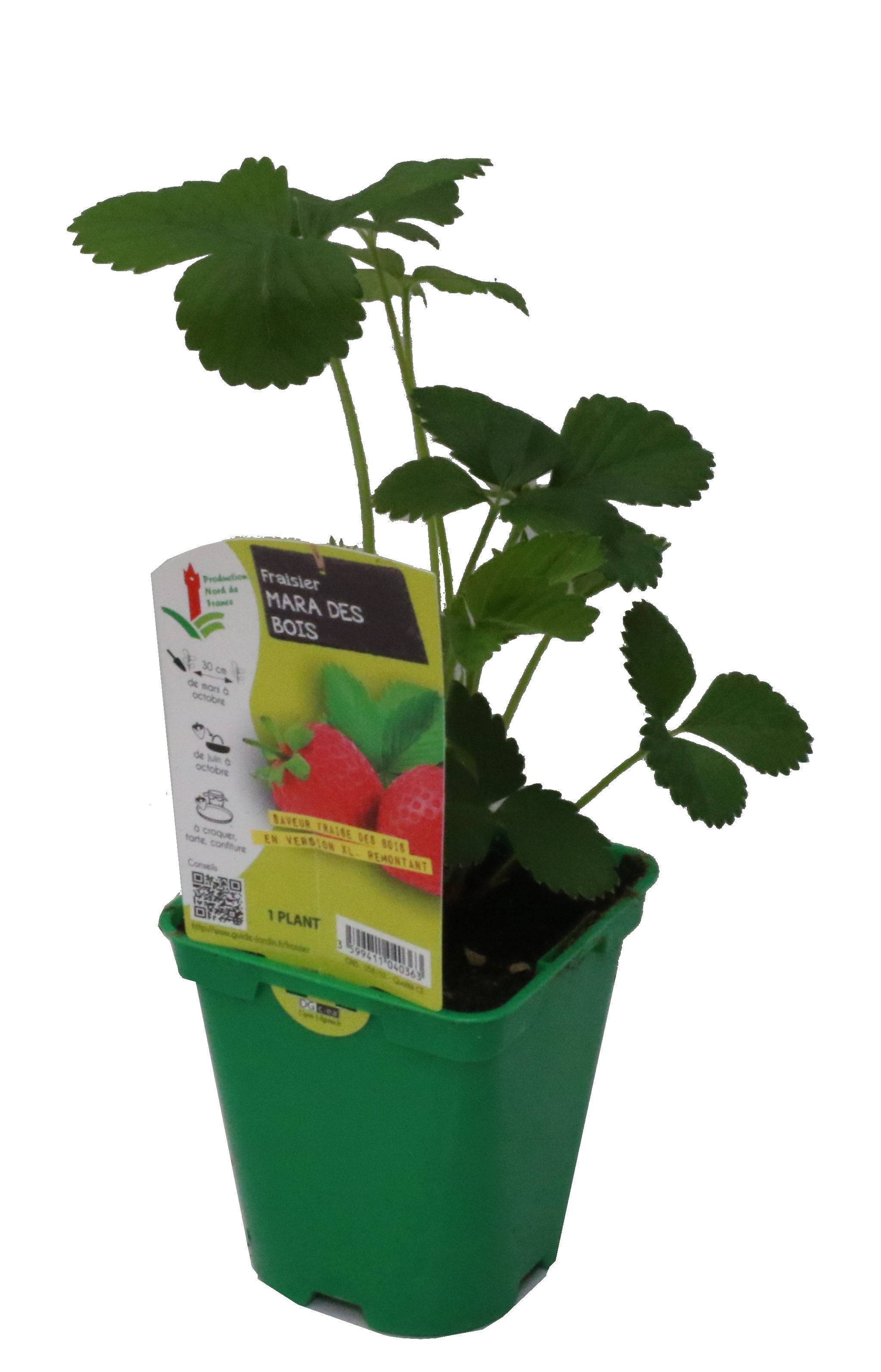 Fraisier Mara des bois pot 10.5 cm