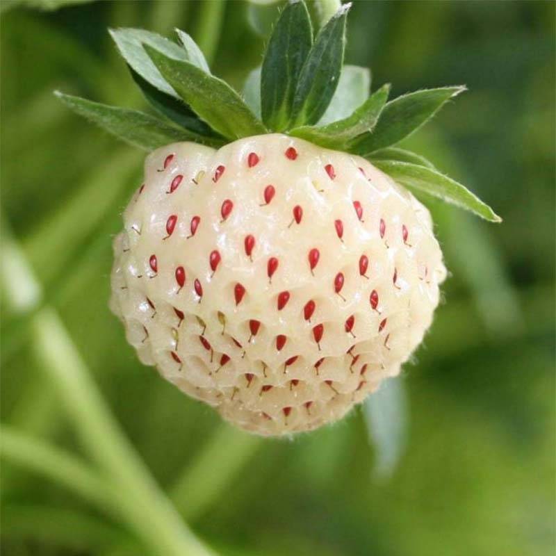 Fraisier White Pineberry Godet de 8/9 cm