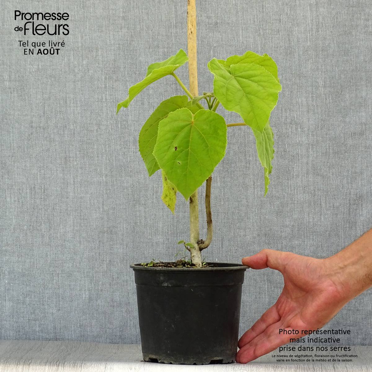 Paulownia tomentosa - Arbre impérial Pot de 2L/3L - Image 2