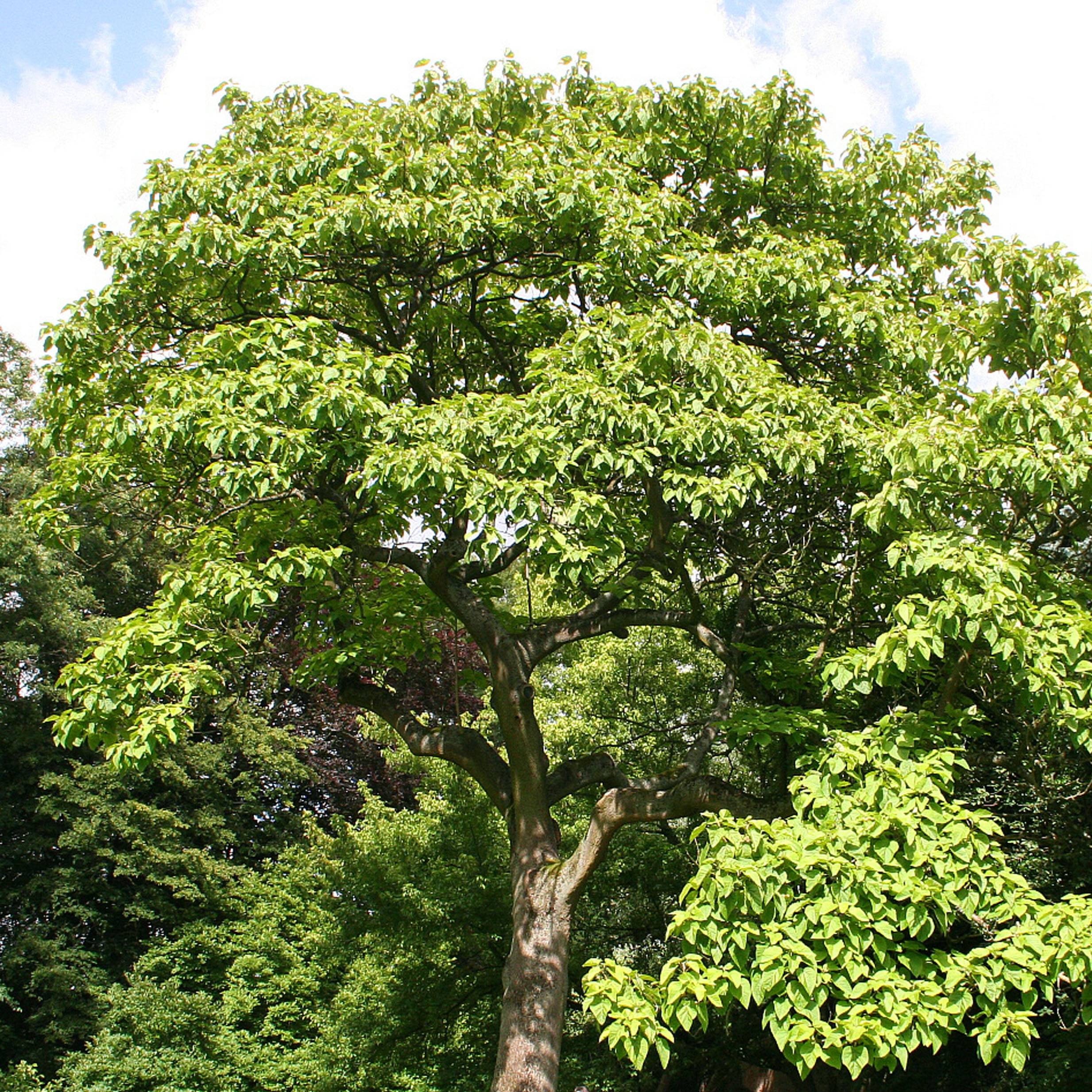 Paulownia tomentosa - Arbre impérial Pot de 2L/3L